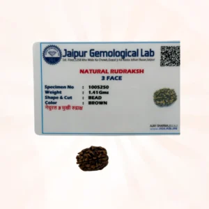 3 Mukhi Rudraksh